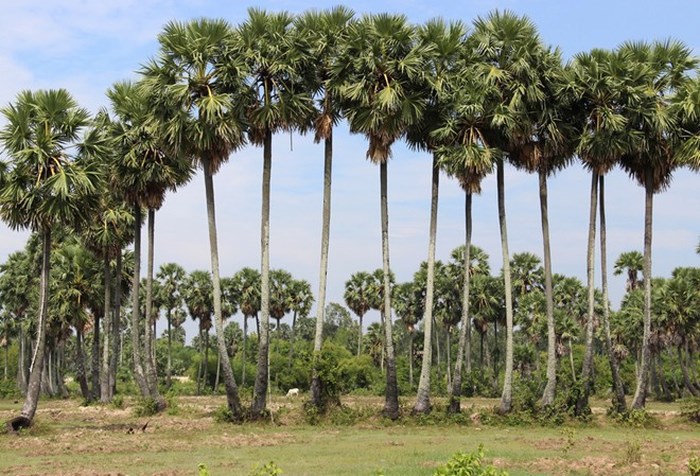 helen hotel vuon thot not 2